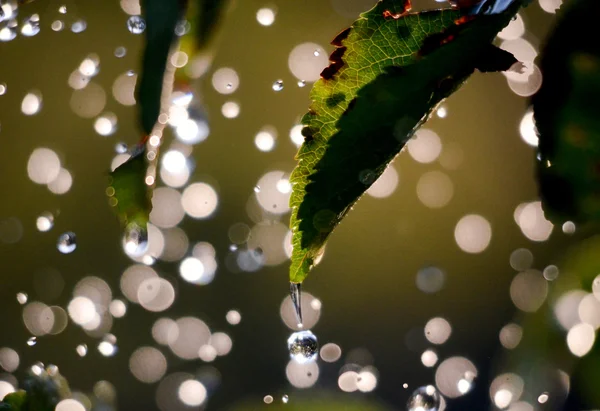 Waterdruppels van de regen in de lucht zwevende — Stockfoto