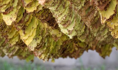 Tütün yaprakları kulübede kuruyor..