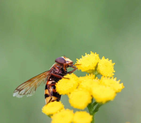 Hmyz na žlutém květu — Stock fotografie