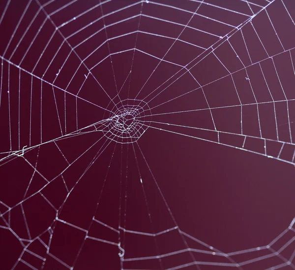 거미 웹 iage — 스톡 사진