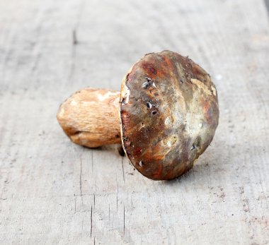 Boletus mantarı mantar, sadece hasat