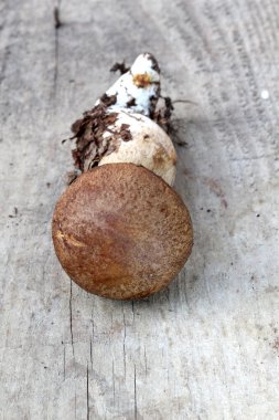 Boletus mantarı mantar, sadece hasat