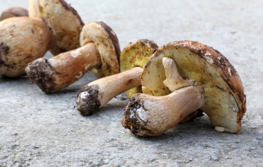 Boletus mantarı mantar, sadece hasat