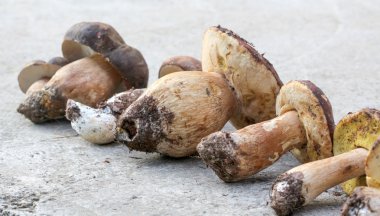 Boletus mantarı mantar, sadece hasat