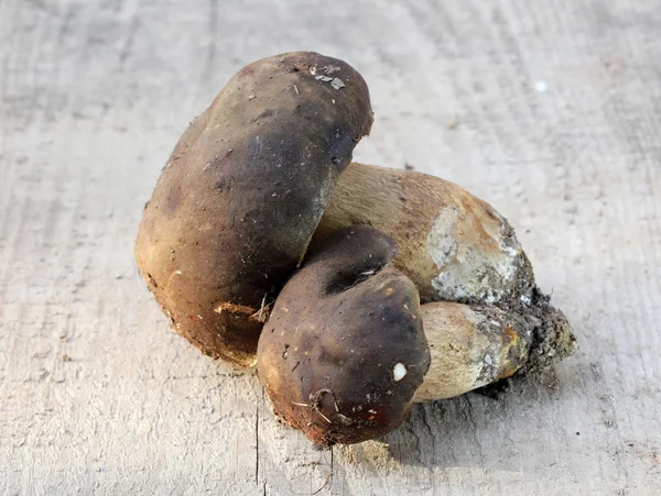 Boletus edulis svamp, bara skördas — Stockfoto