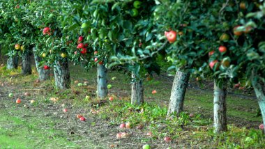 Elma bahçesi hasat için hazır