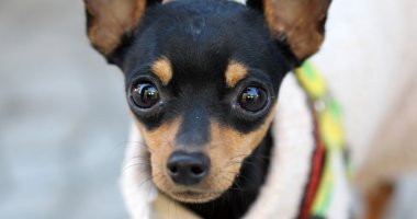 İri gözlü kahverengi bir köpek, yakın çekim