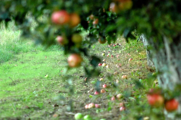 Huerto de manzana listo para la cosecha — Foto de Stock