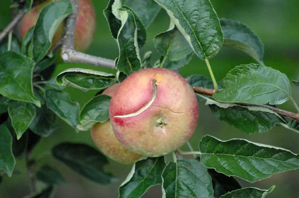 Huerto de manzana listo para la cosecha — Foto de Stock