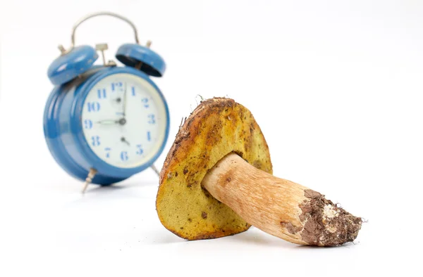 Acabo de cosechar setas. boletus edulis — Foto de Stock