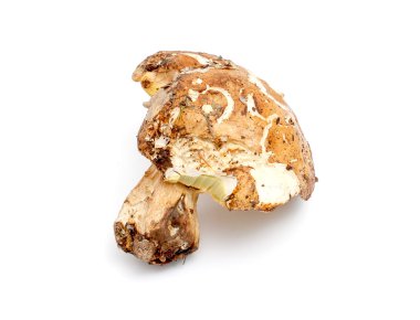 Sadece hasat mantar. çörek mantarı