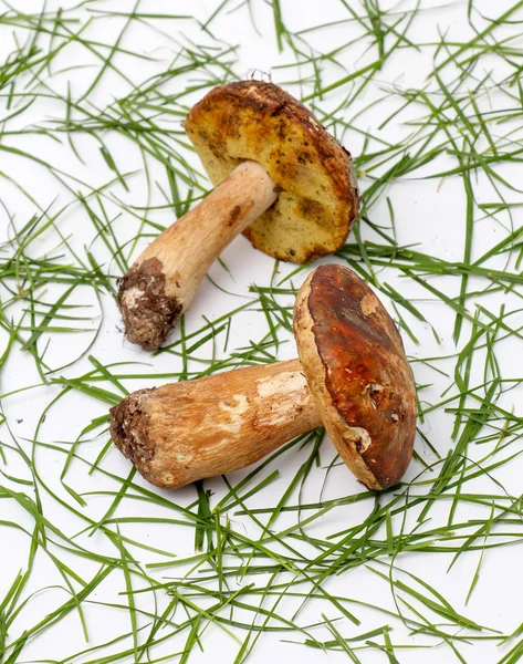 Acabo de cosechar setas. boletus edulis — Foto de Stock