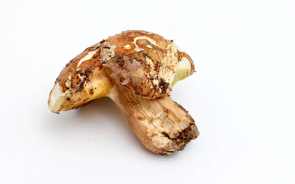 Sadece hasat mantar. çörek mantarı — Stok fotoğraf