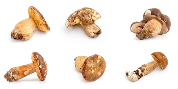 Hanya dipanen jamur. boletus edulis, kolase — Stok Foto