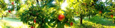 Meyve bahçesinde elma ağaçları, hasat için meyveler hazır.