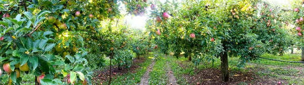 Meyve Bahçesinde Elma Ağaçları Hasat Için Meyveler Hazır — Stok fotoğraf