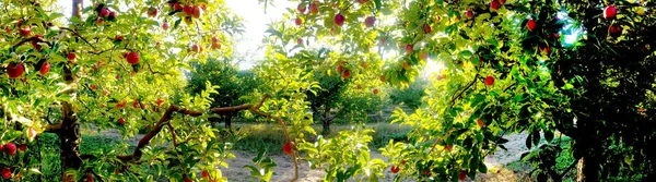 Apple trees in an orchard, with fruits ready for harvest — Stock Photo, Image