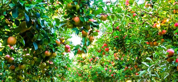 Meyve bahçesinde elma ağaçları, hasat için meyveler hazır. — Stok fotoğraf