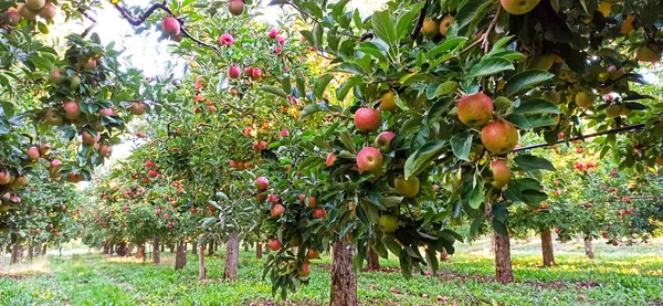 Manzanos en un huerto, con frutos listos para la cosecha — Foto de Stock