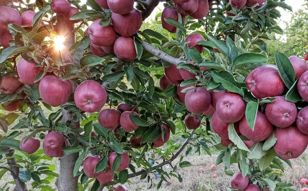 Apfelbäume Einem Obstgarten Mit Erntereifen Früchten — Stockfoto