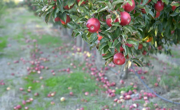 Érett Almák Kép Begyűjtésére Kész Gyümölcsösben — Stock Fotó