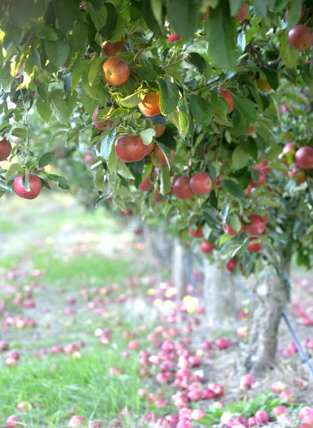 Mogna Äpplen Fruktträdgård Redo För Skörd Bild — Stockfoto