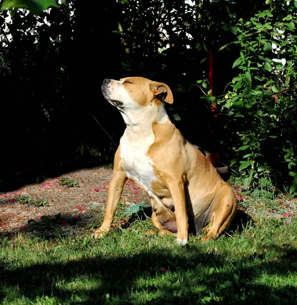 Female Amstaff Dog Enjoying Morning Sun Backyard — Stock Photo, Image
