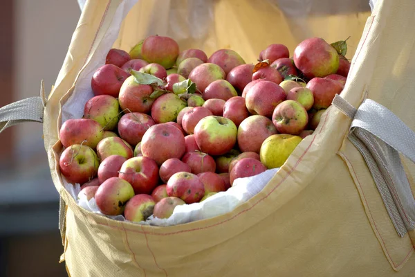 Ripe apples in an plastic bags ready for trasportation to production facility. Food industry.