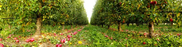 Jardín Manzanas Con Manzanas Caídas Huerto Frutas Después Cosecha — Foto de Stock