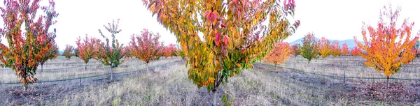 Fruit Orchard Harvesting Panorama Image — Stock Photo, Image