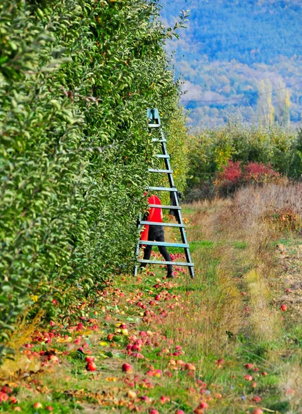 Culture Automne Pommes Dans Verger Image — Photo