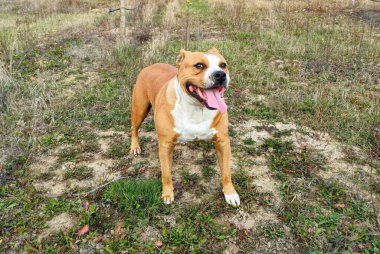 Mutlu kadın Amerikan personeli Terrier imajı.
