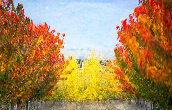 Cores Outono Ricas Umas Árvores Fruto Uma Imagem Pomar — Fotografia de Stock