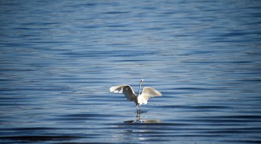  Macedonia 'da bir göl kaplıcasında Büyük Egret..