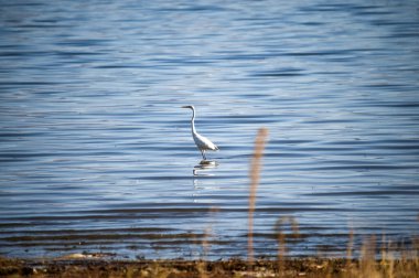  Macedonia 'da bir göl kaplıcasında Büyük Egret..