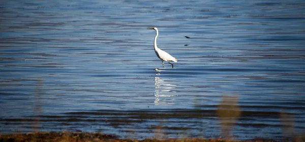 Grande Aigrette Sur Lac Prespa Macédonie — Photo