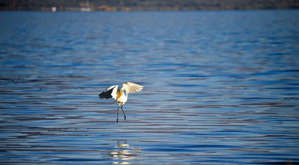 Grande Aigrette Sur Lac Prespa Macédonie — Photo