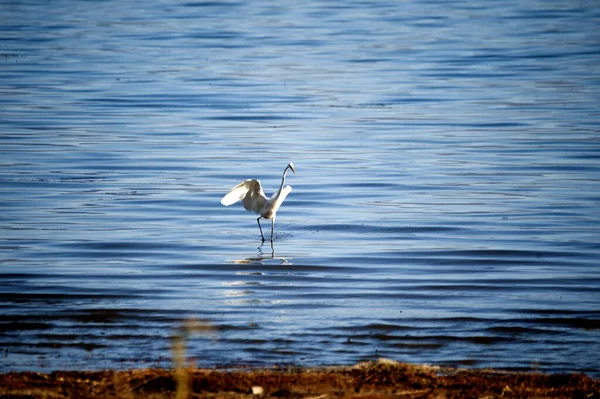 Grande Egret Lago Prespa Macedônia — Fotografia de Stock