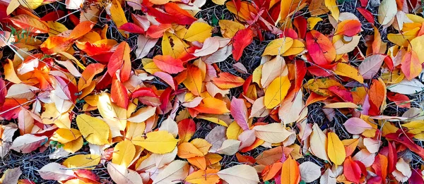 Beautiful Fall Foliage Orchard Image — Stock Photo, Image
