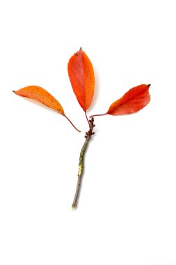 Beyaz arka planda sonbahar yaprakları, stüdyo çekimi.