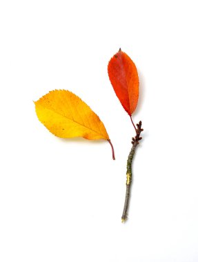 Beyaz arka planda sonbahar yaprakları, stüdyo çekimi.