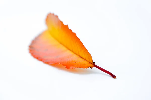 Autumn Leaves White Background Studio Shot — Stock Photo, Image