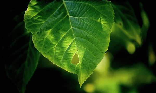 나뭇잎의 이미지 — 스톡 사진