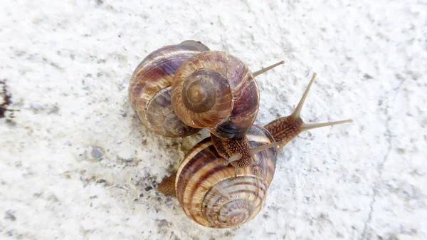 Trois Escargots Sur Fond Convrete Vue Dessus Image — Photo