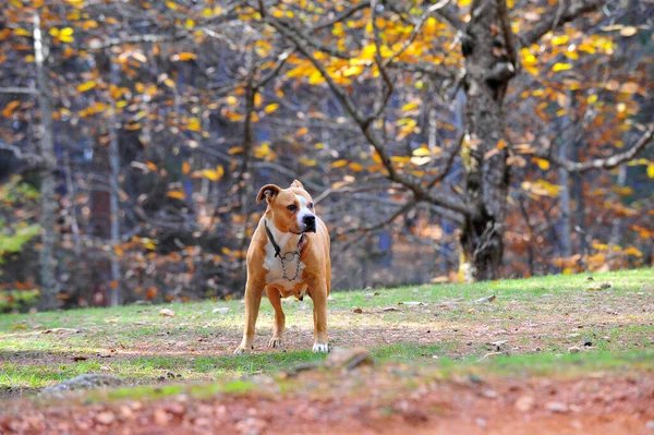 Žena Americká Staffordshire Teriér Pes Podzimním Obrázku — Stock fotografie