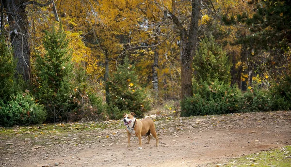 Female American Staffordshire Terrier Dog Autumn Image — Stock Photo, Image