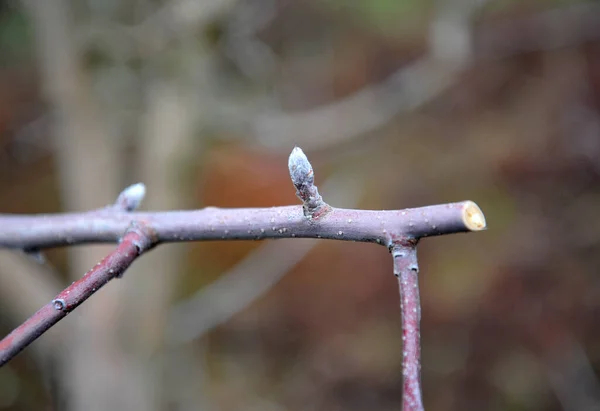 Branche Pomme Taillée Fraîche Image Hiver — Photo