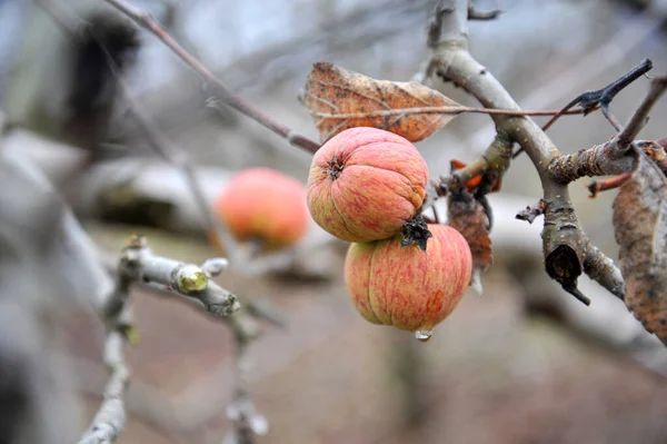 Яблоки Ветке Дерева Зимой Забыты Хавест — стоковое фото