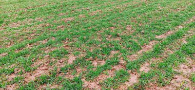 tarımsal tema, buğday tarlası Ocak ayının başlangıcında