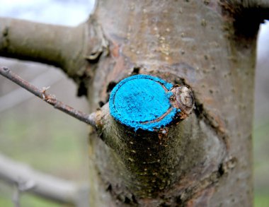 Bir meyve bahçesinde budanmış ve korunmuş elma ağacı..
